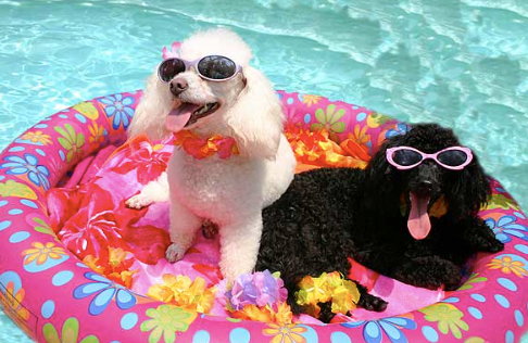 Dogs_on_a_Float