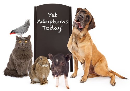 Pet-Adoption-500px