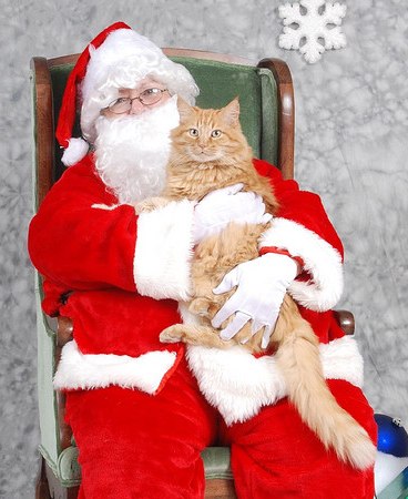 santa_pet_photo_crop